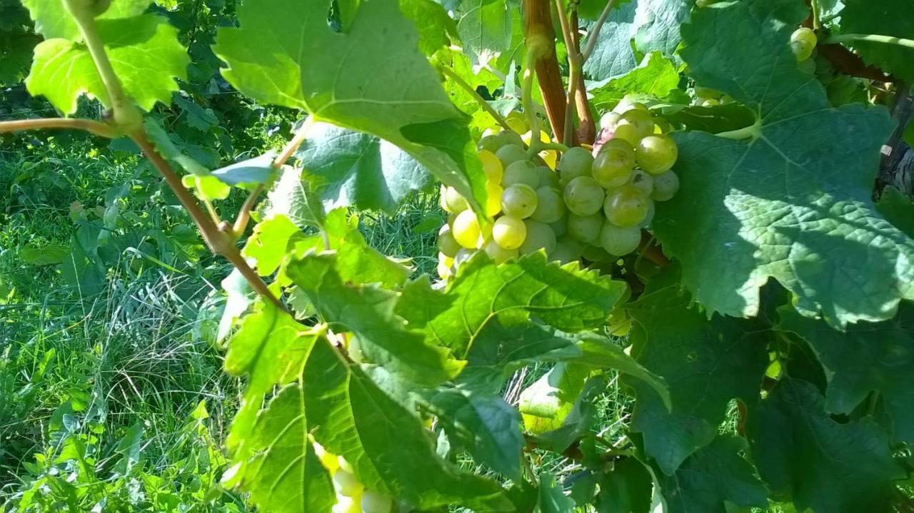 Ferienwohnung In Hahnheim, Rheinhessen Kültér fotó